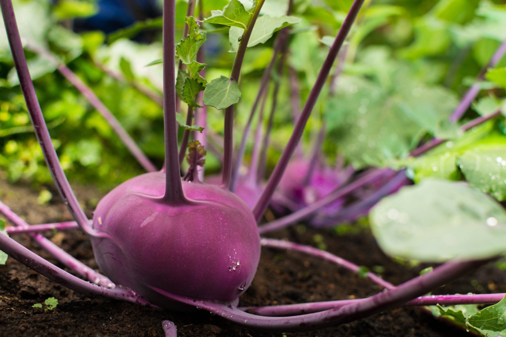 Kohl Rabi