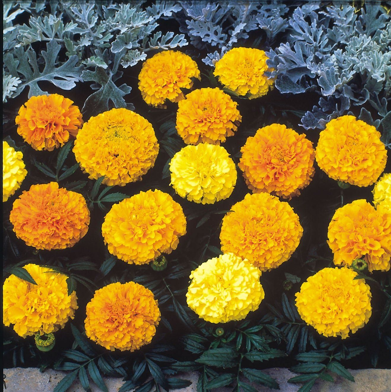 Marigold