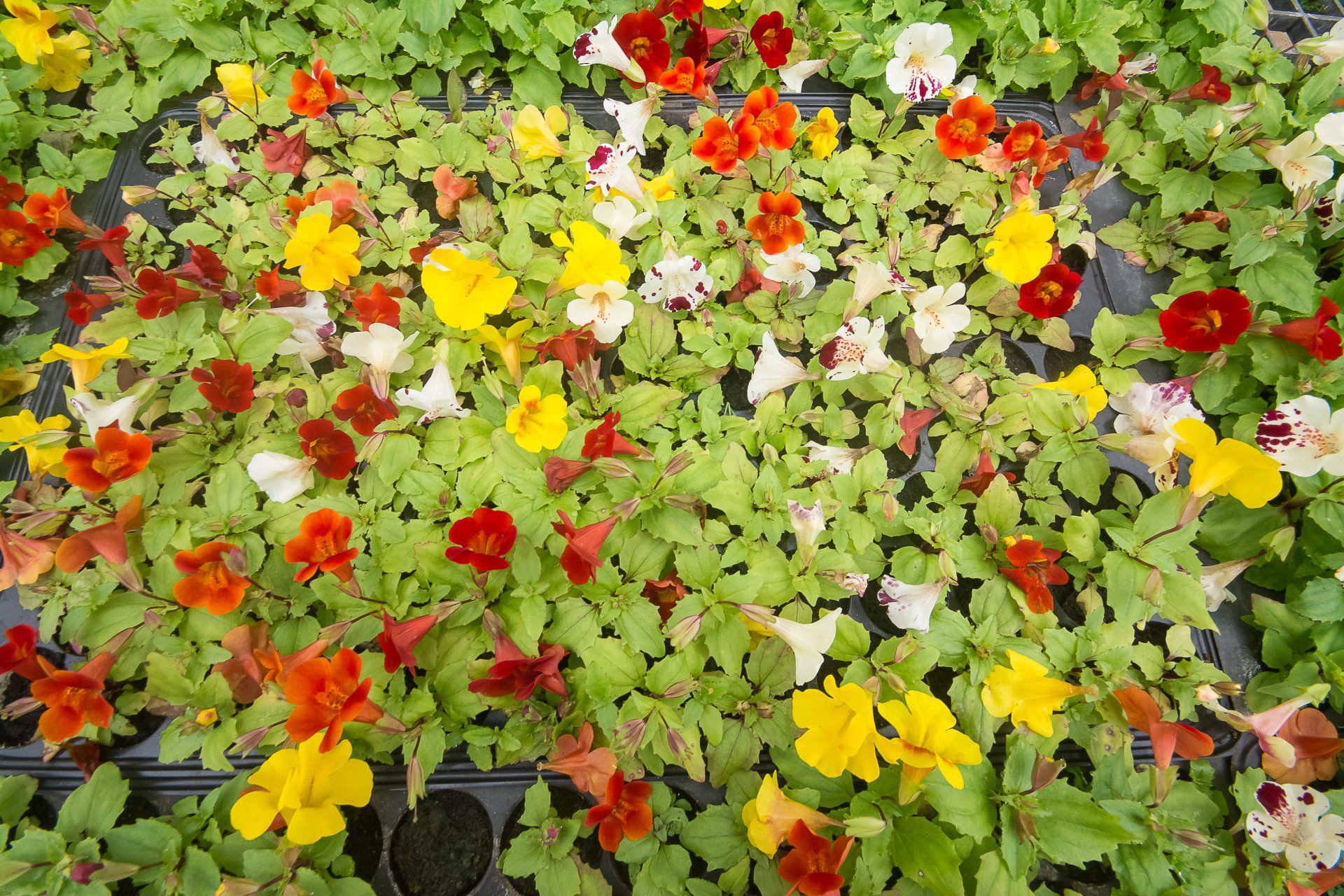 Mimulus