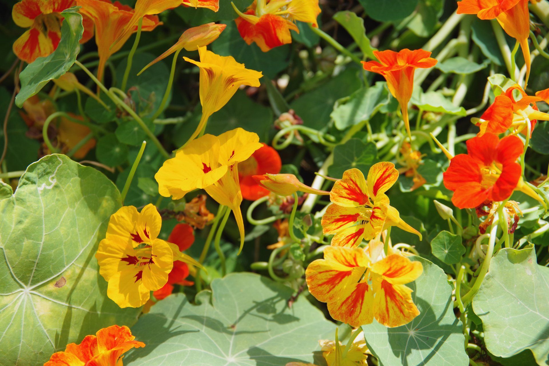 Nasturtium