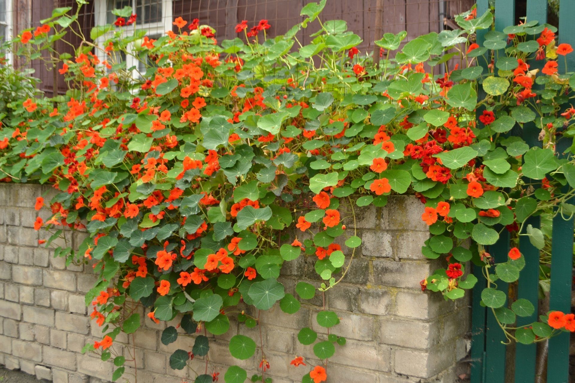 Nasturtiums