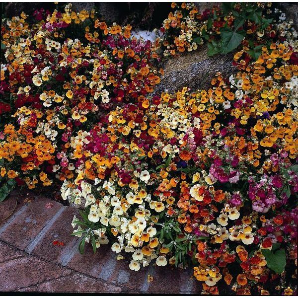 Nemesia