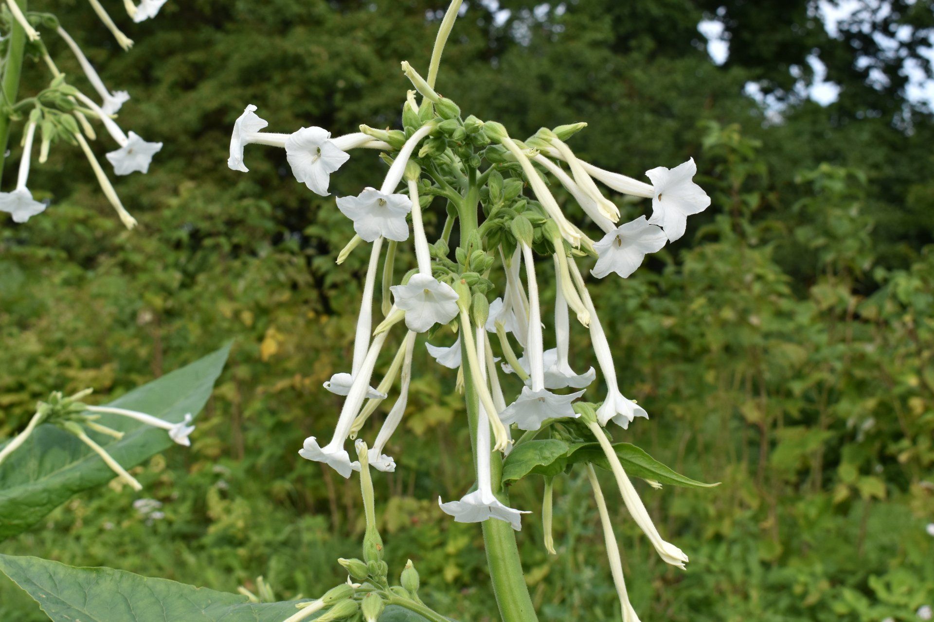 Nicotiana