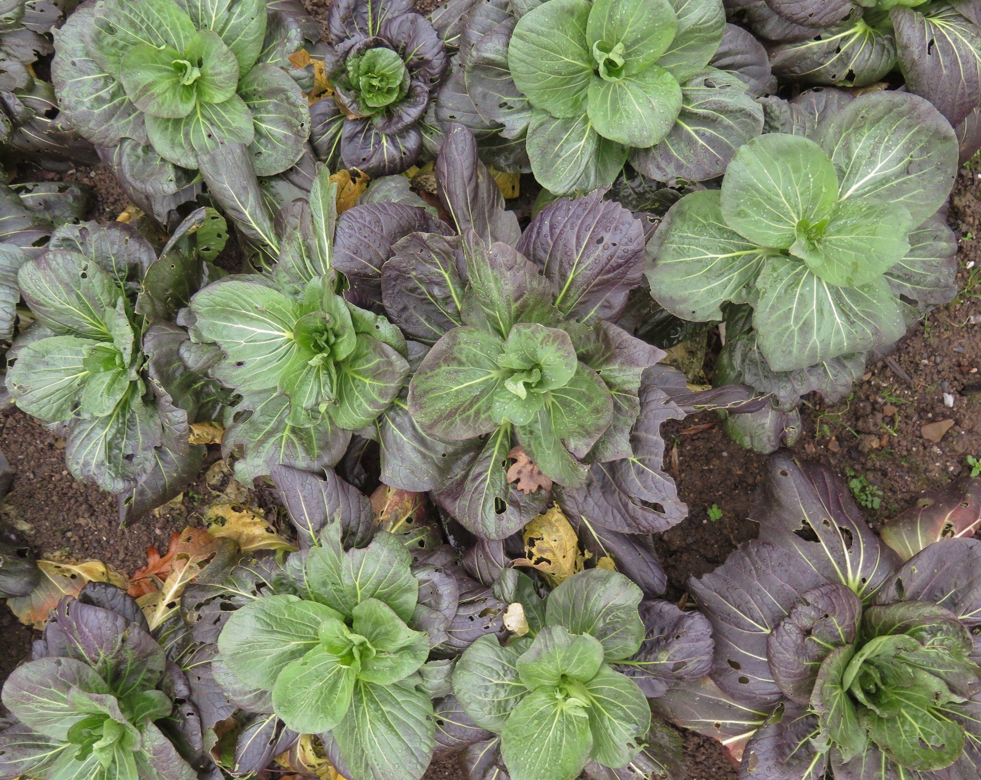 Pak Choi