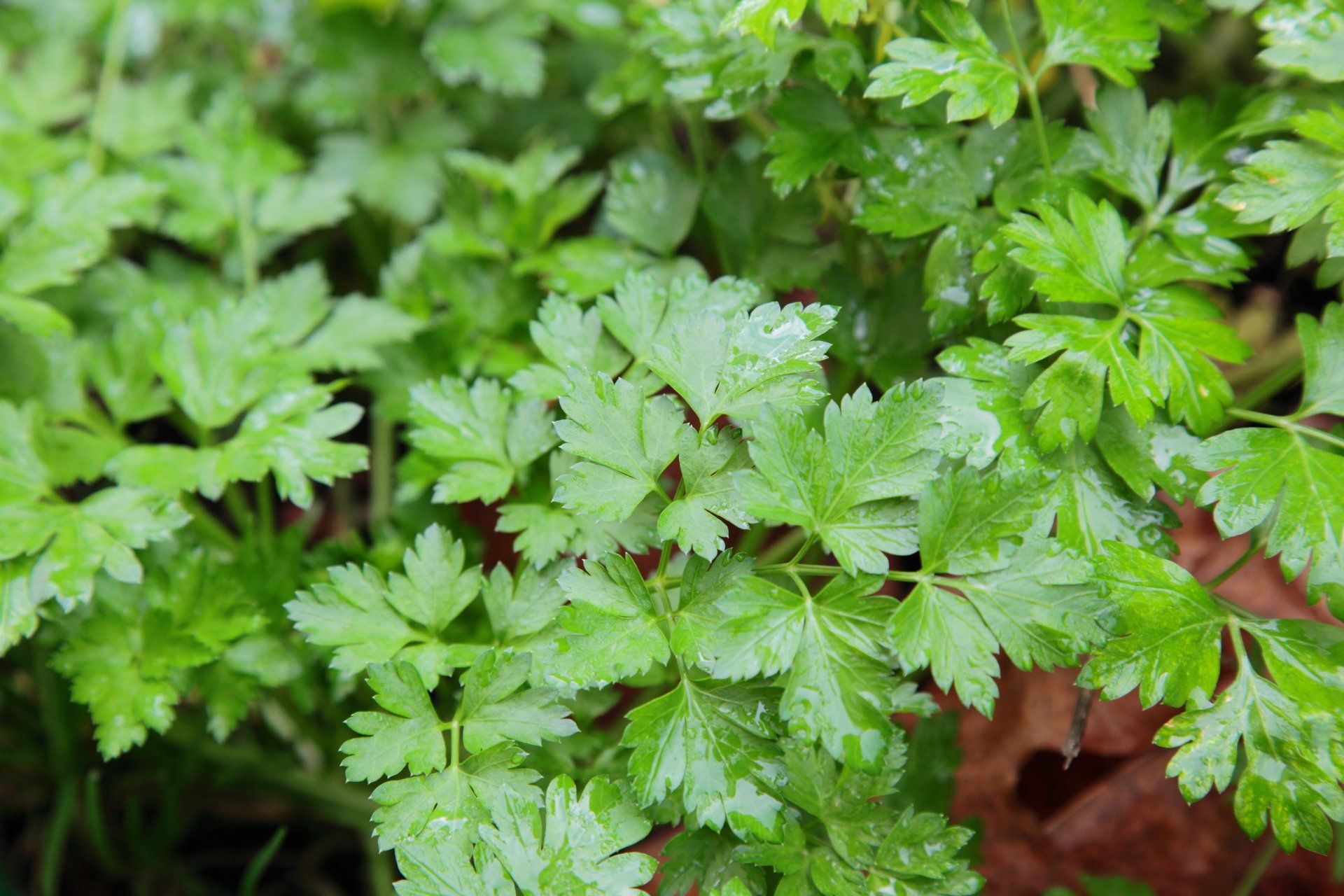 Parsley