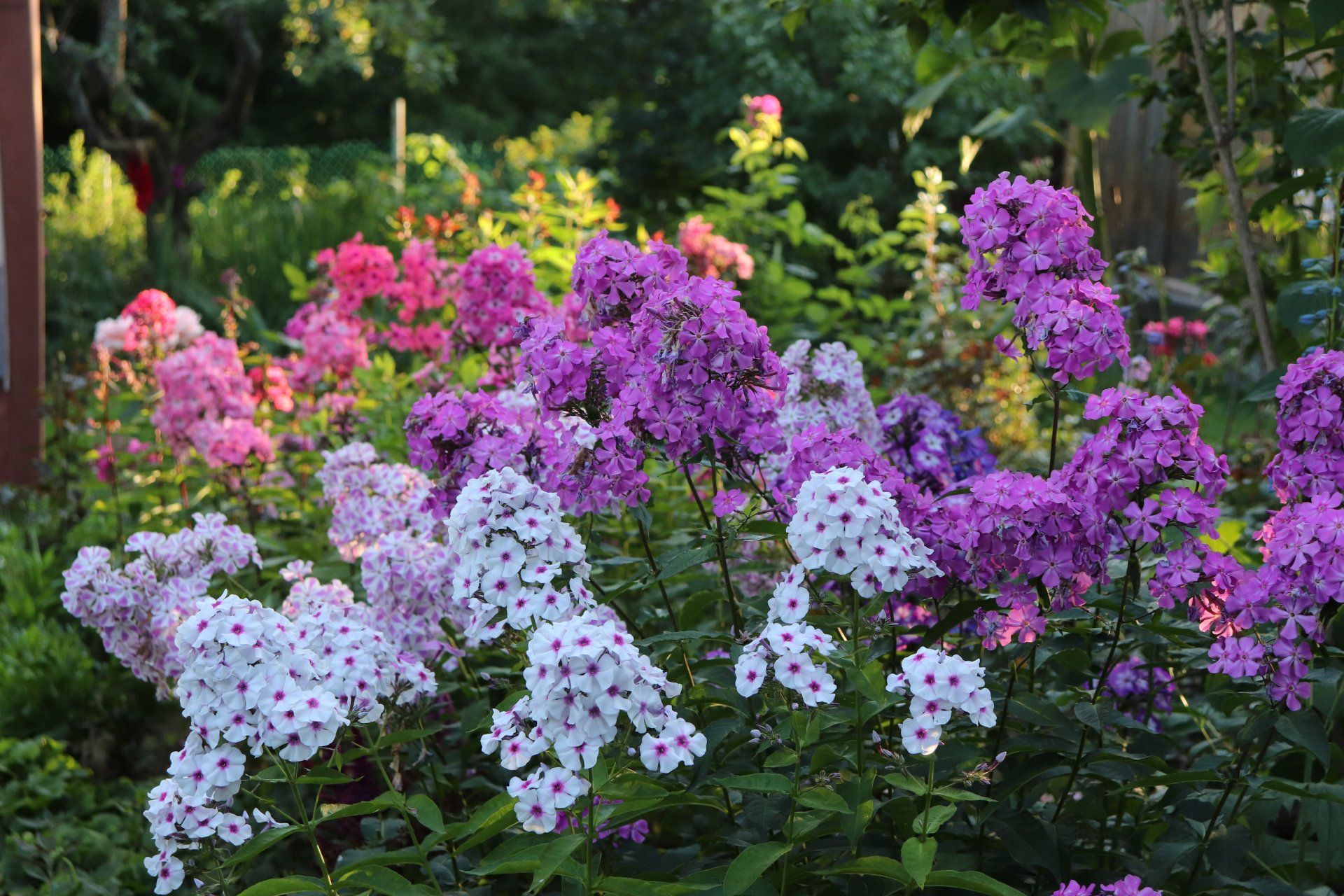 Phlox