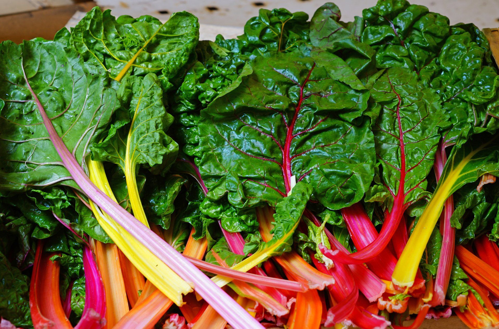 Swiss Chard