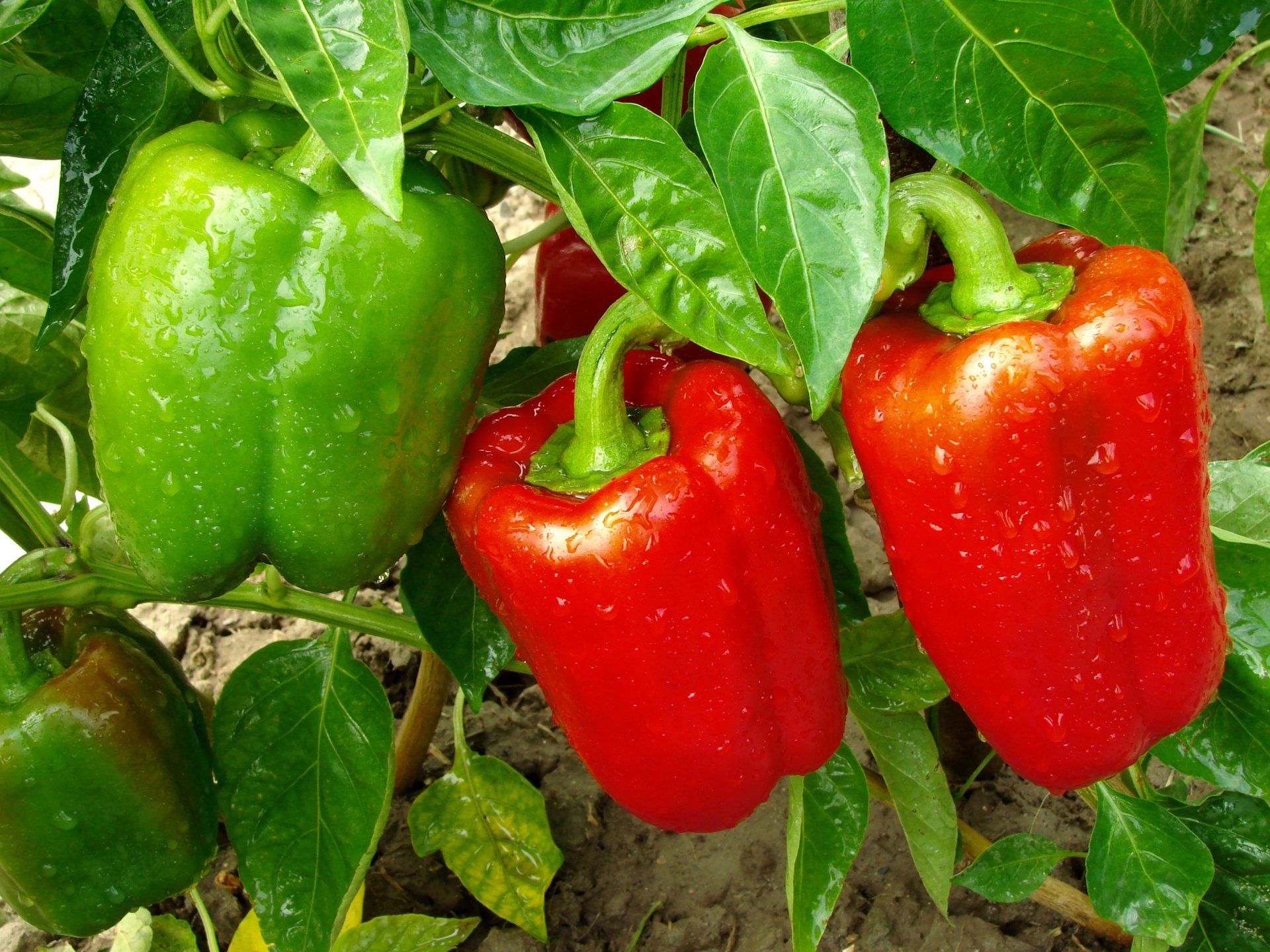 Peppers