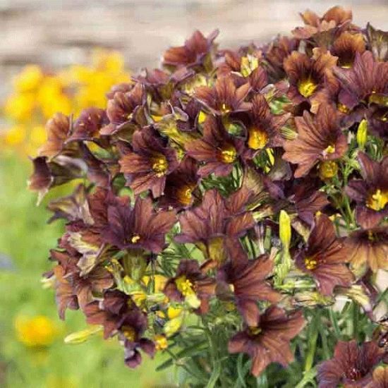Salpiglossis