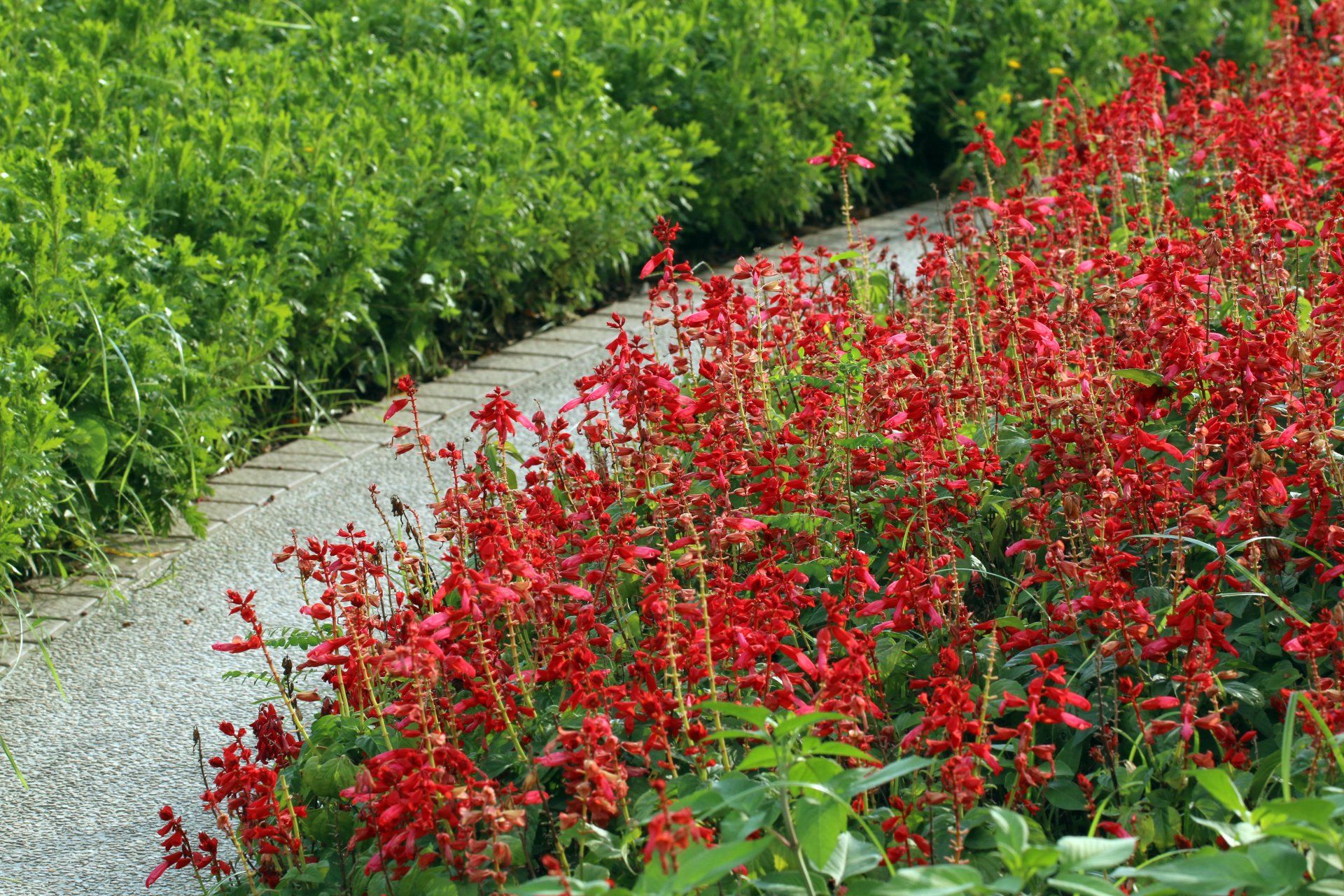 Salvia
