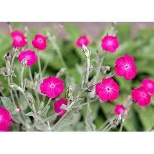 Silene coronaria