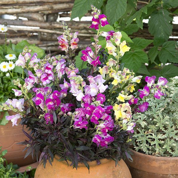 Snapdragons