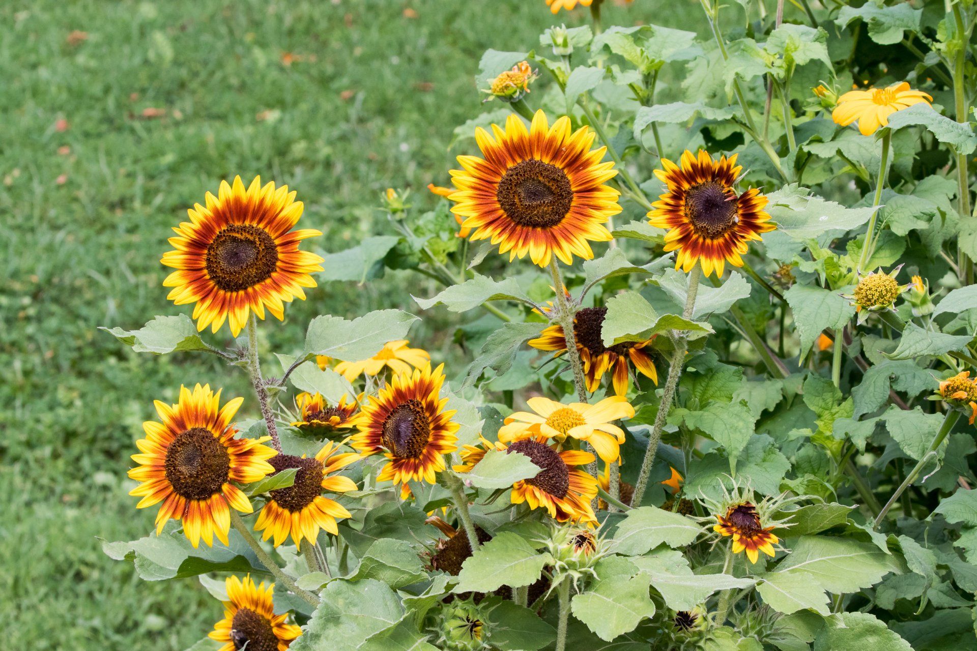 Sunflowers