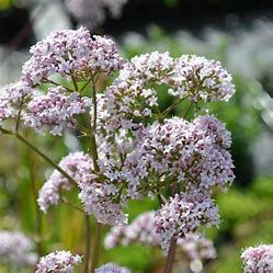 Valerian