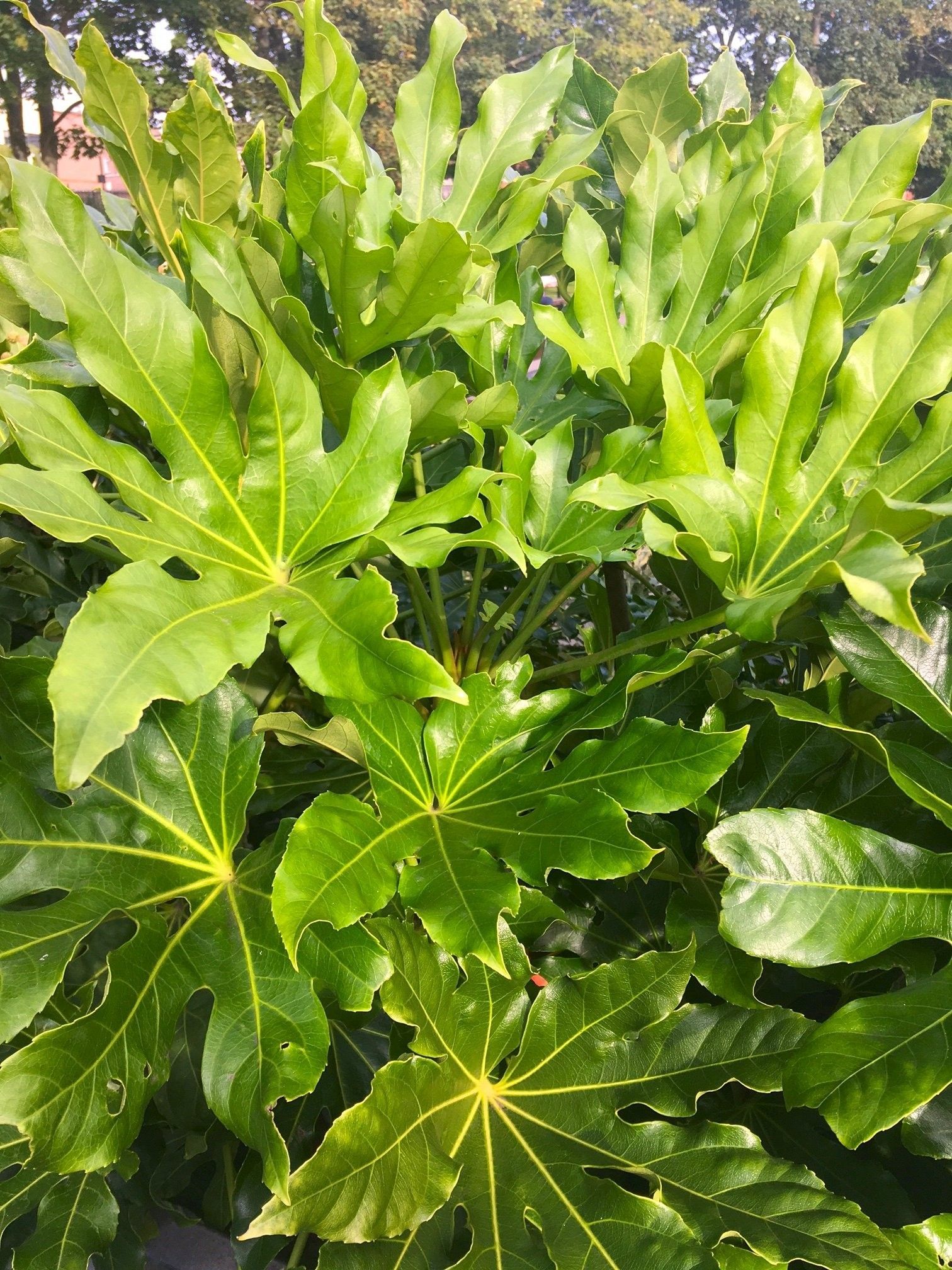 Fatsia
