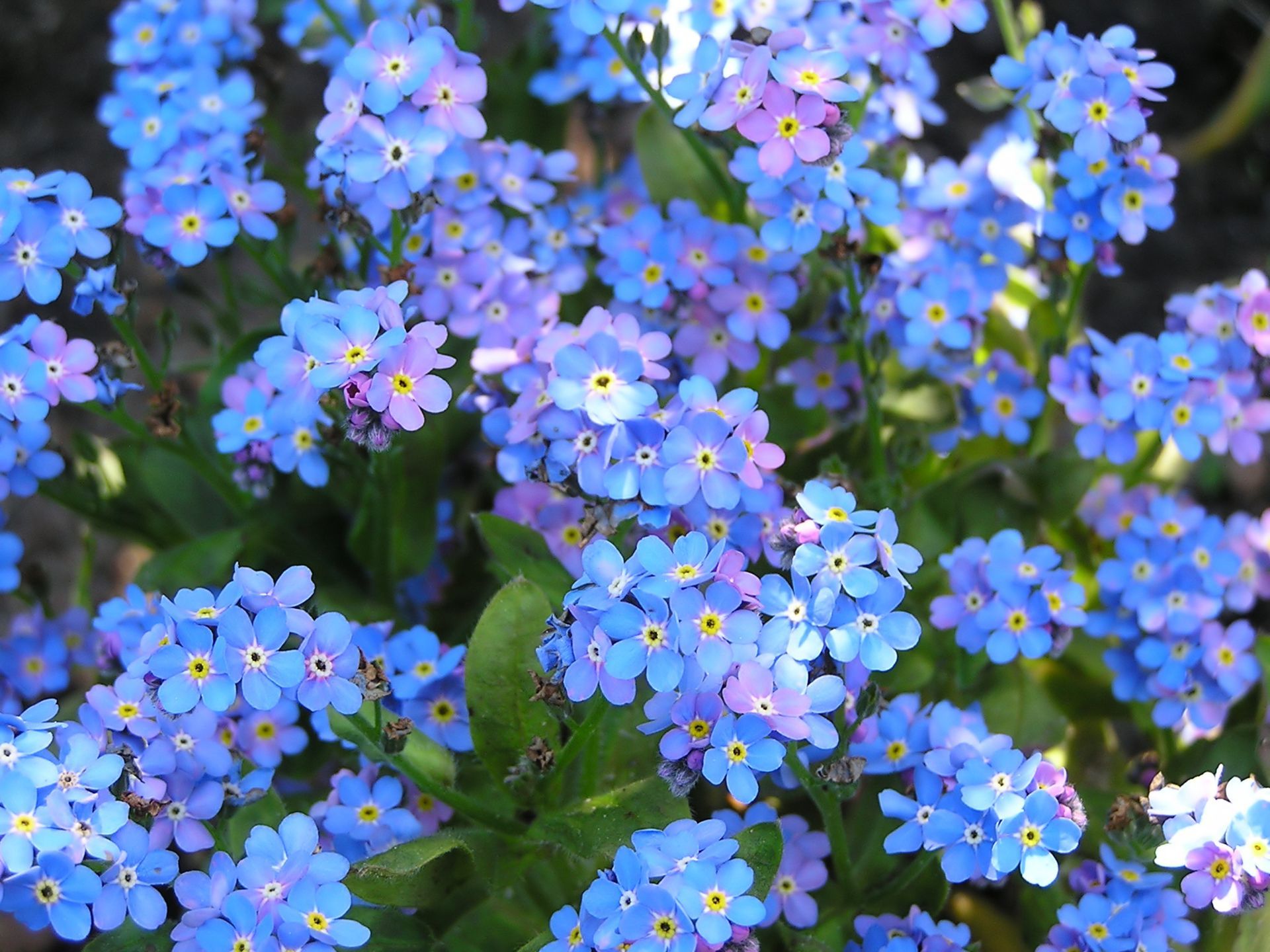 Forget Me Not