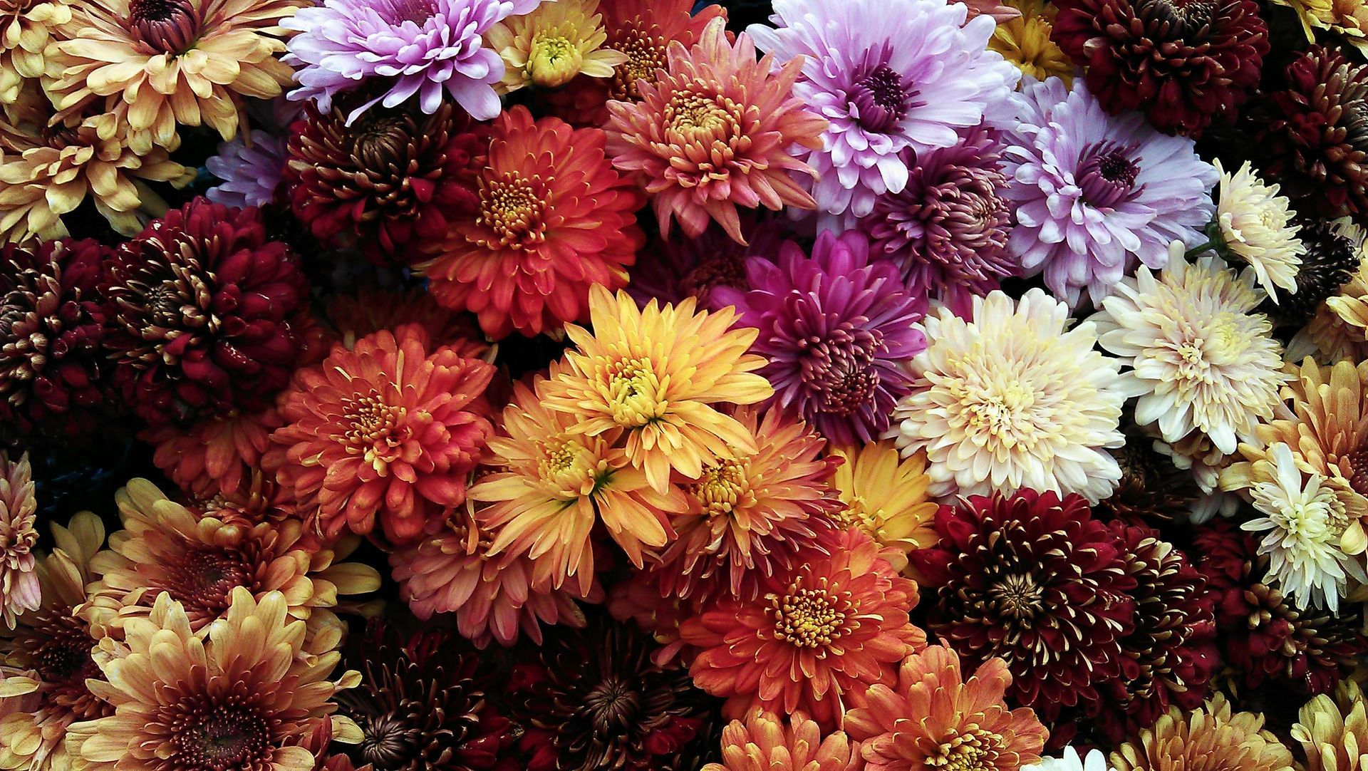 Chrysanthemum
