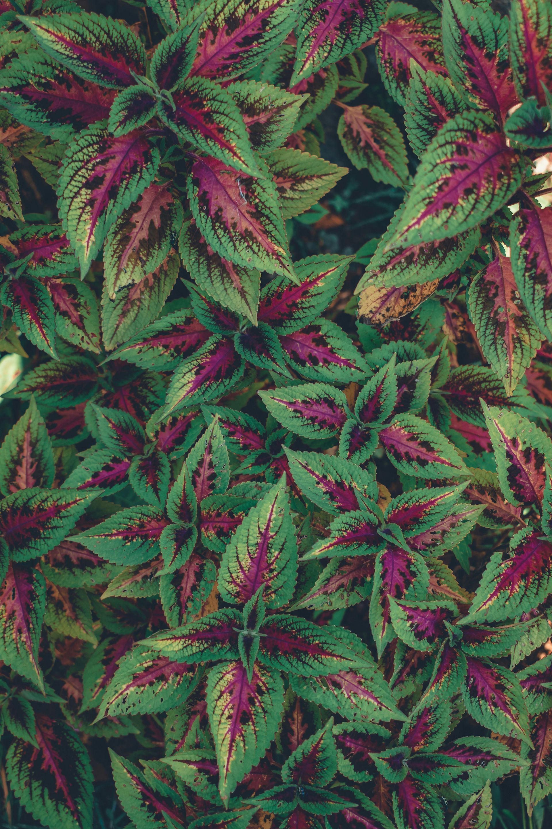Coleus