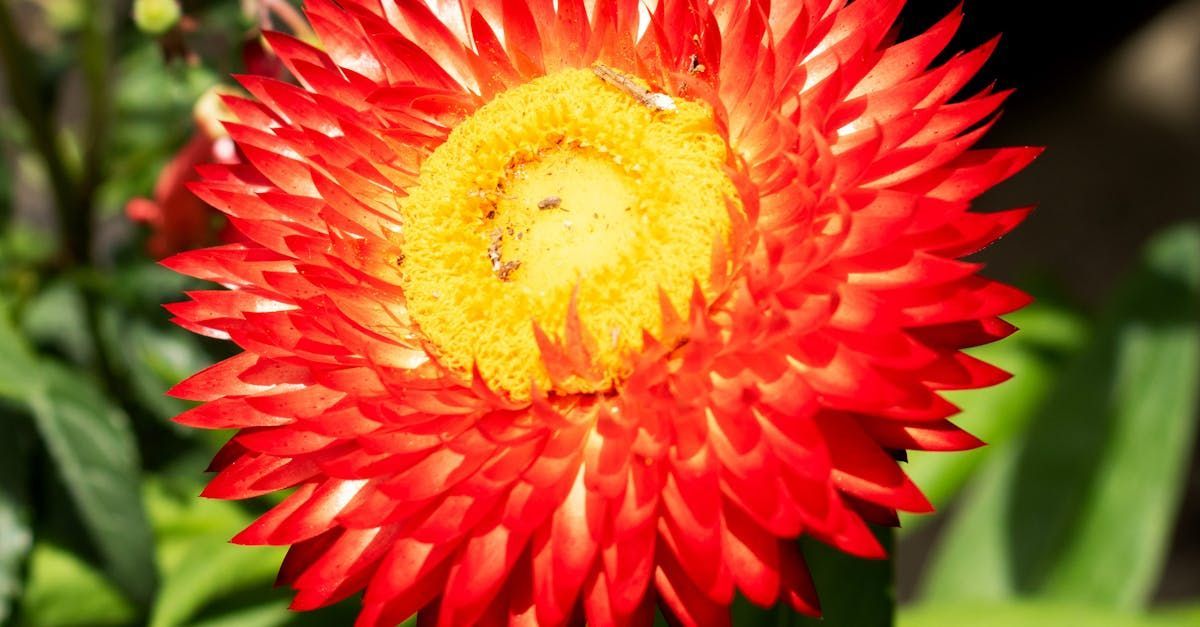 Strawflower