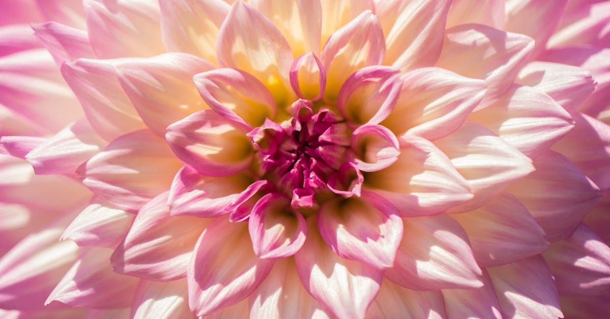 Dahlia