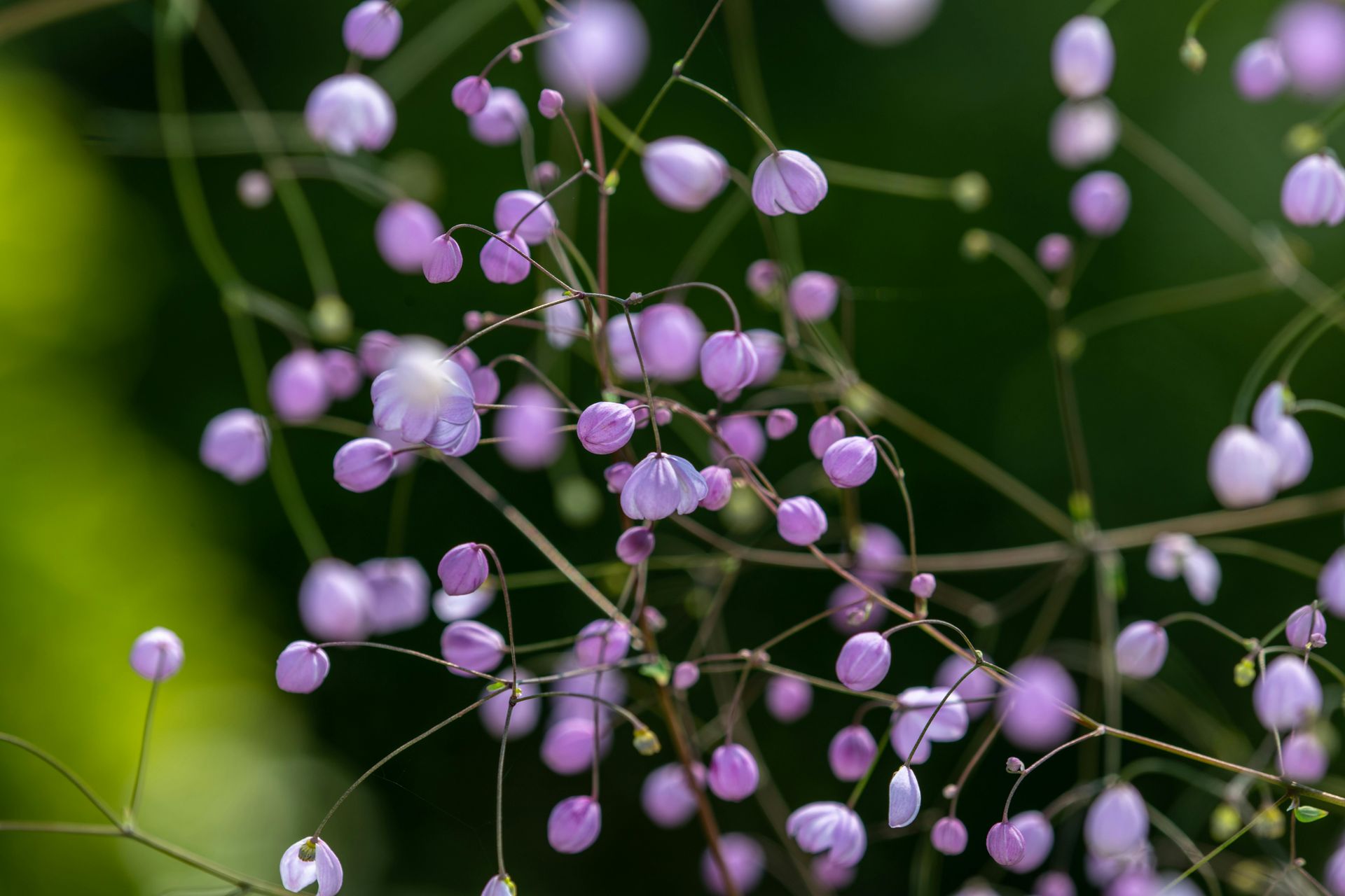 Thalictrum