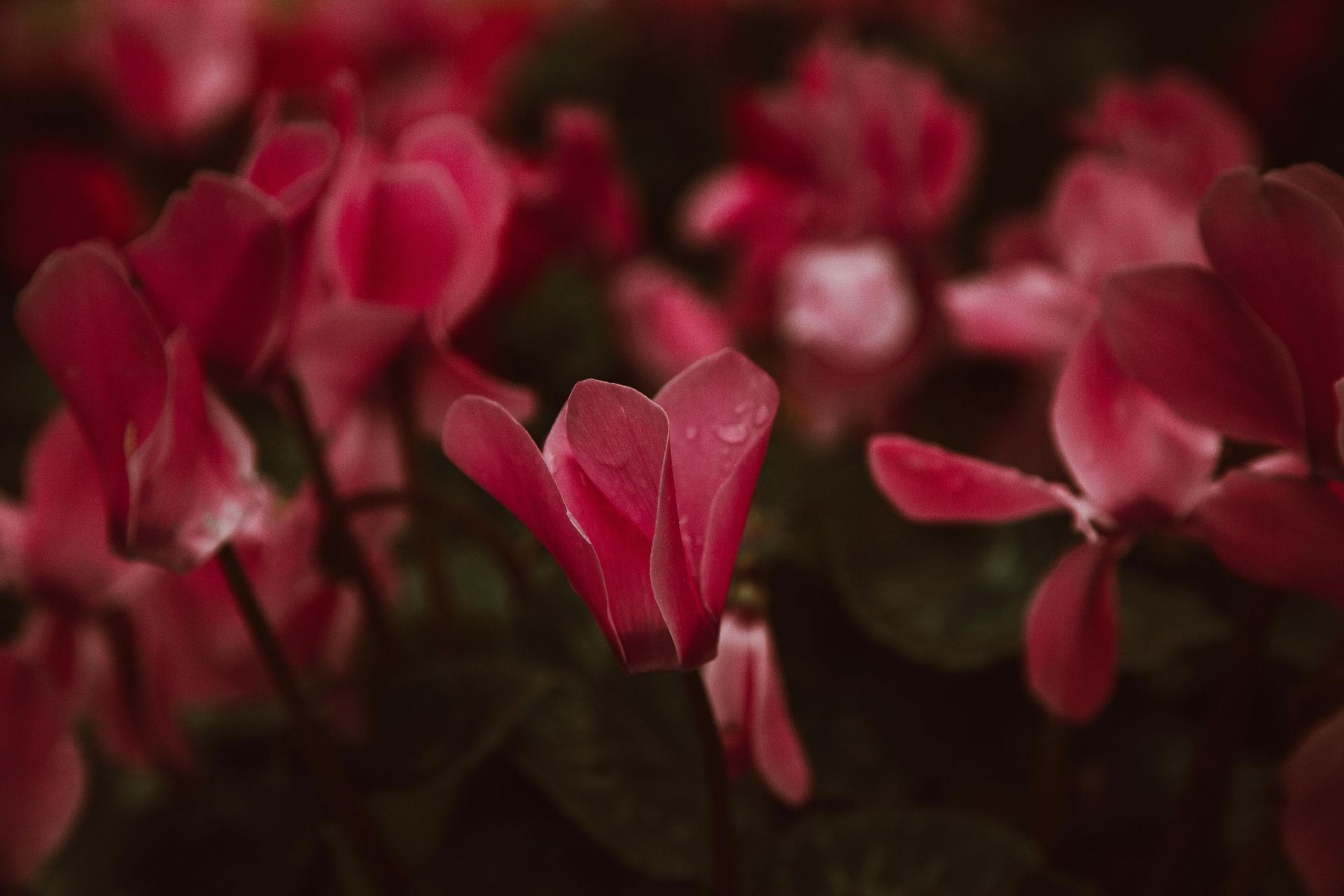 Cyclamen