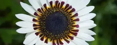 Venidium