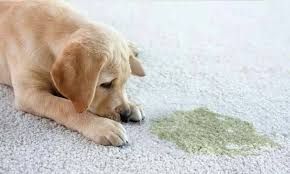 A light-colored puppy lies on a carpet, looking down at a small, green-tinted spot of liquid on the floor.
