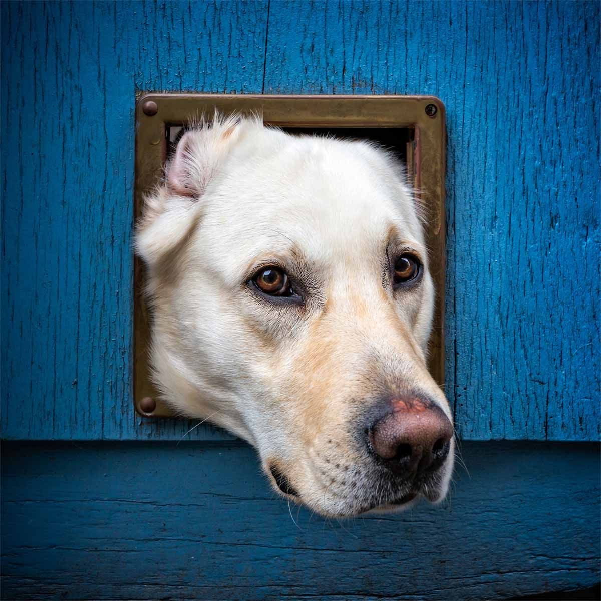 Dog Door Installer Sunshine Coast QLD