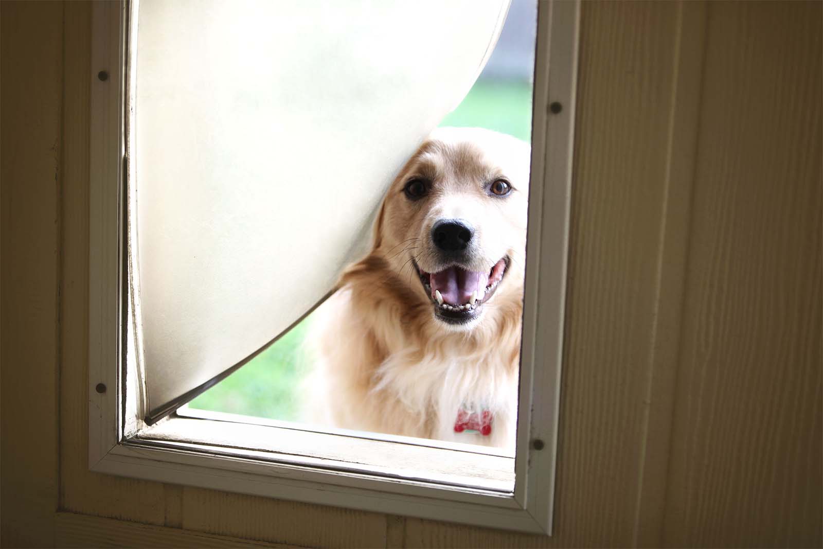 Local Pet Door Installer
