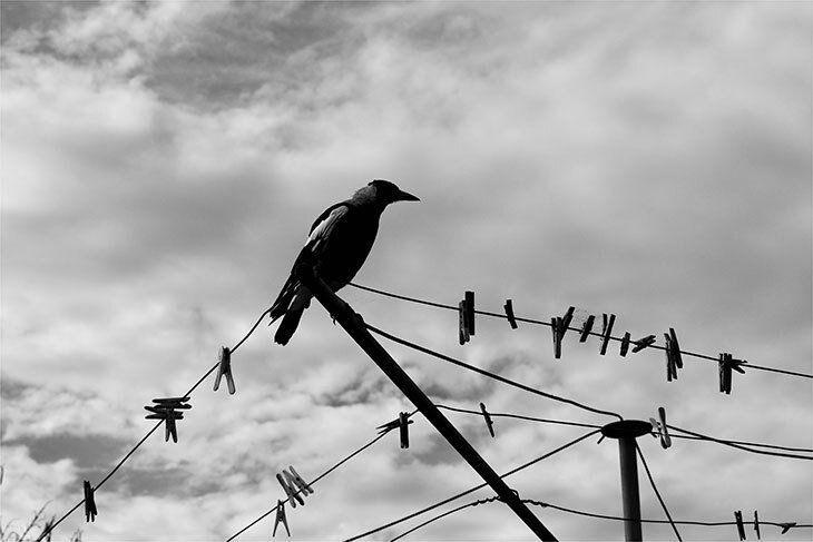 Magpie On A Clothesline