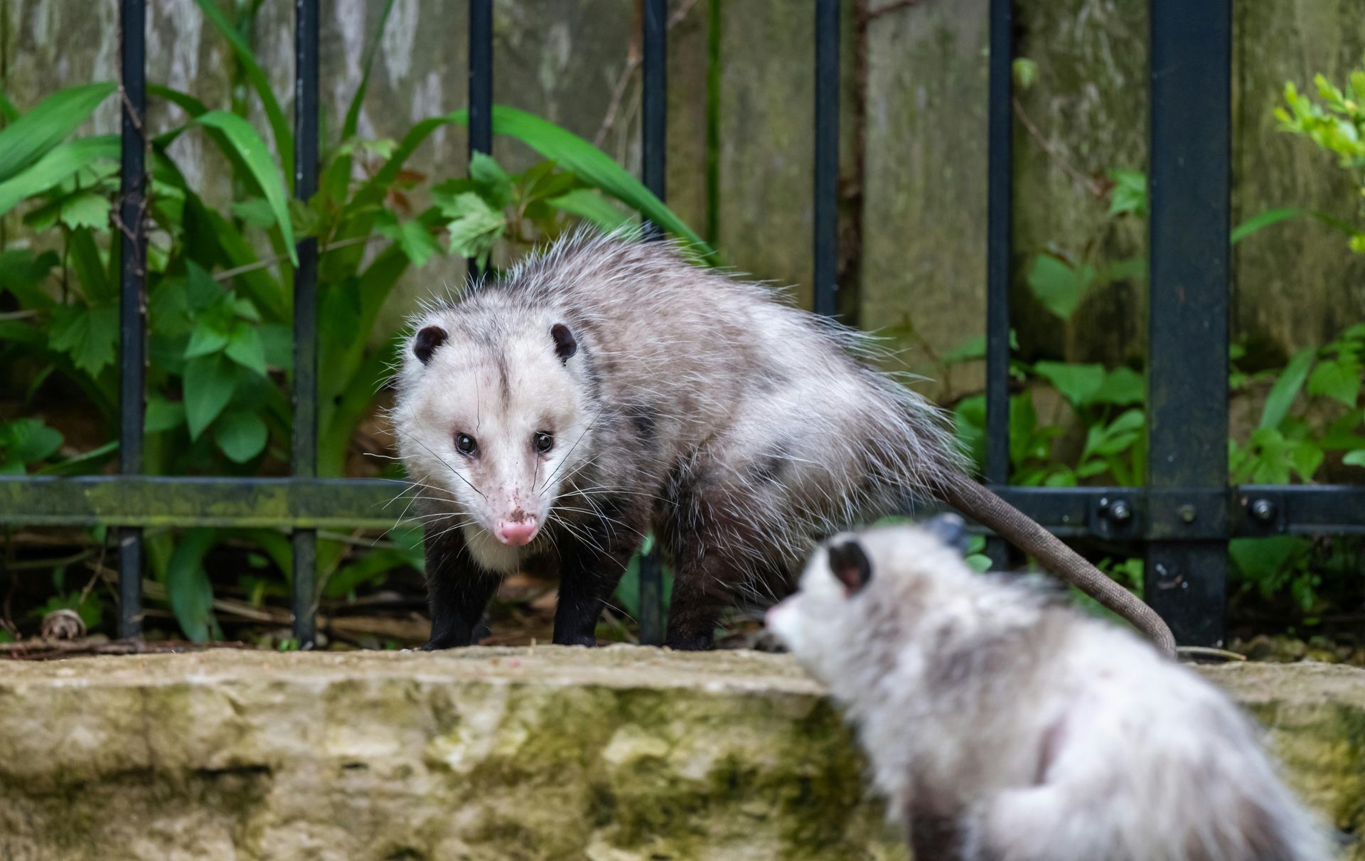 Opossum with two babies on ledge near a fence. Gray fur, dark eyes, and small ears.