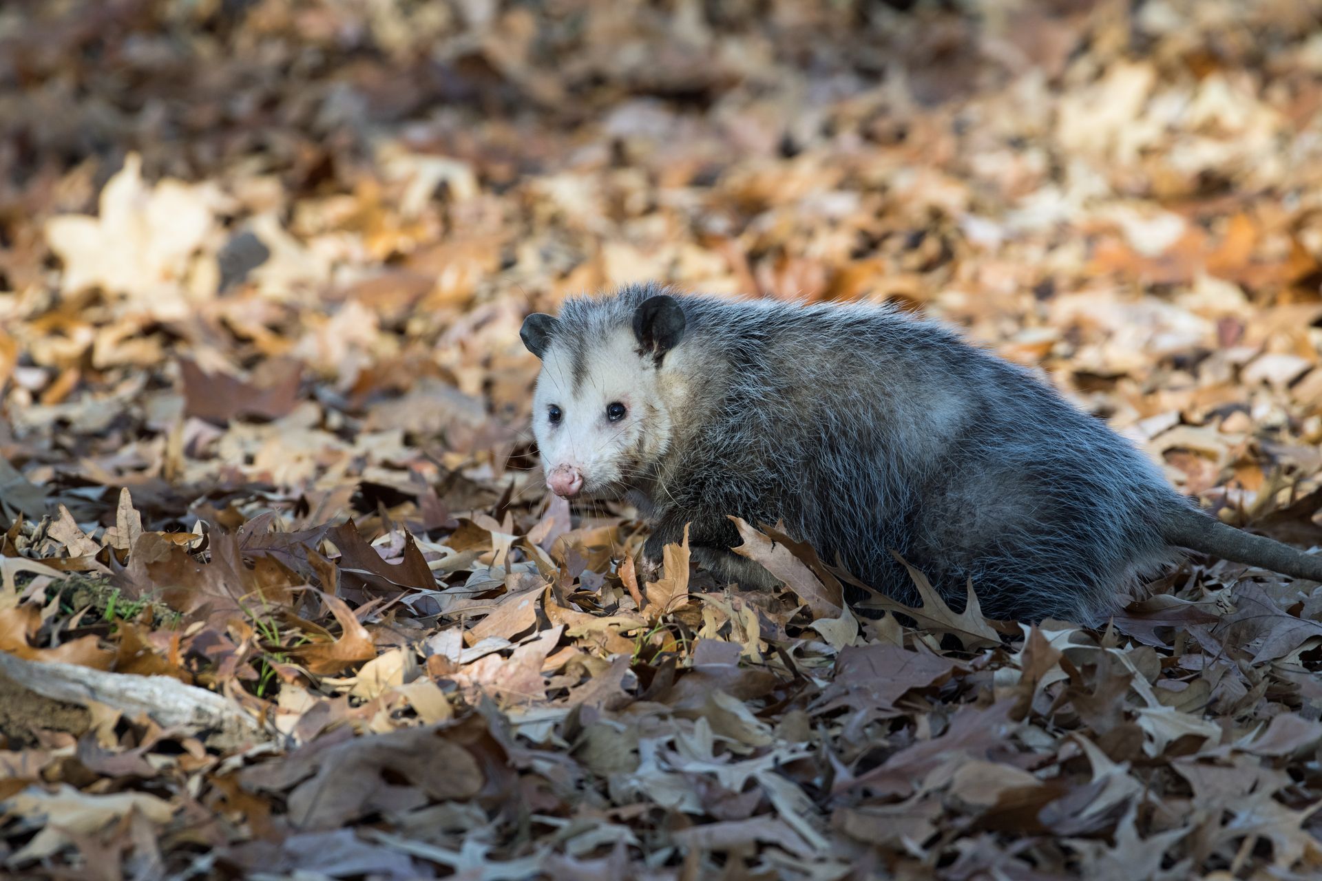 Opossum with gray fur, pink nose, and dark eyes in dry, brown leaves.