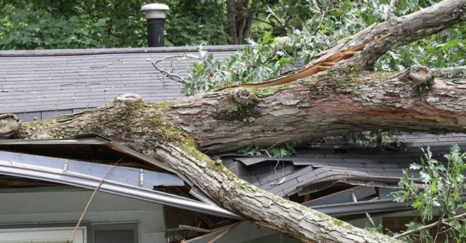 Tree Removal Anniston | Tree Damage to Home