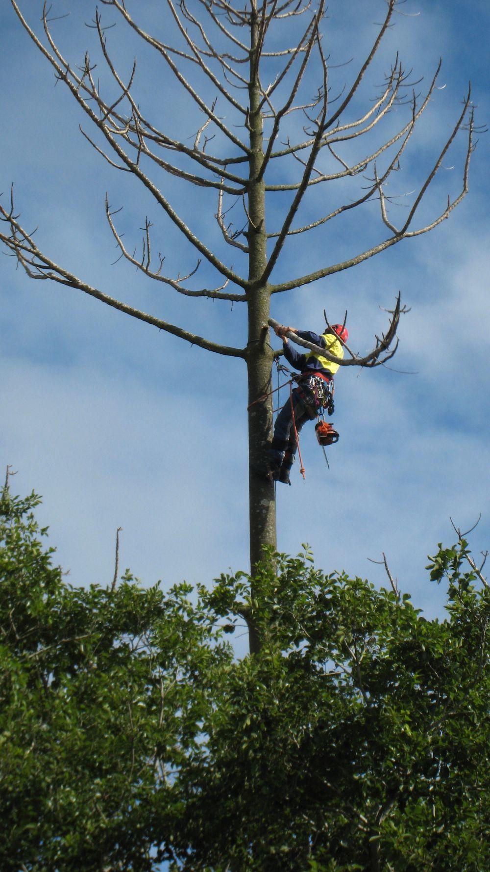 Removing tree limbs from a dead tree in Anniston, AL| Elite Tree Service of Anniston