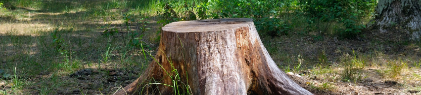 Stump Grinding | Tree Service Anniston
