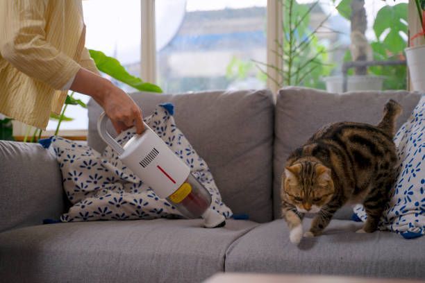 A person is cleaning a couch with a vacuum cleaner while a cat looks on.