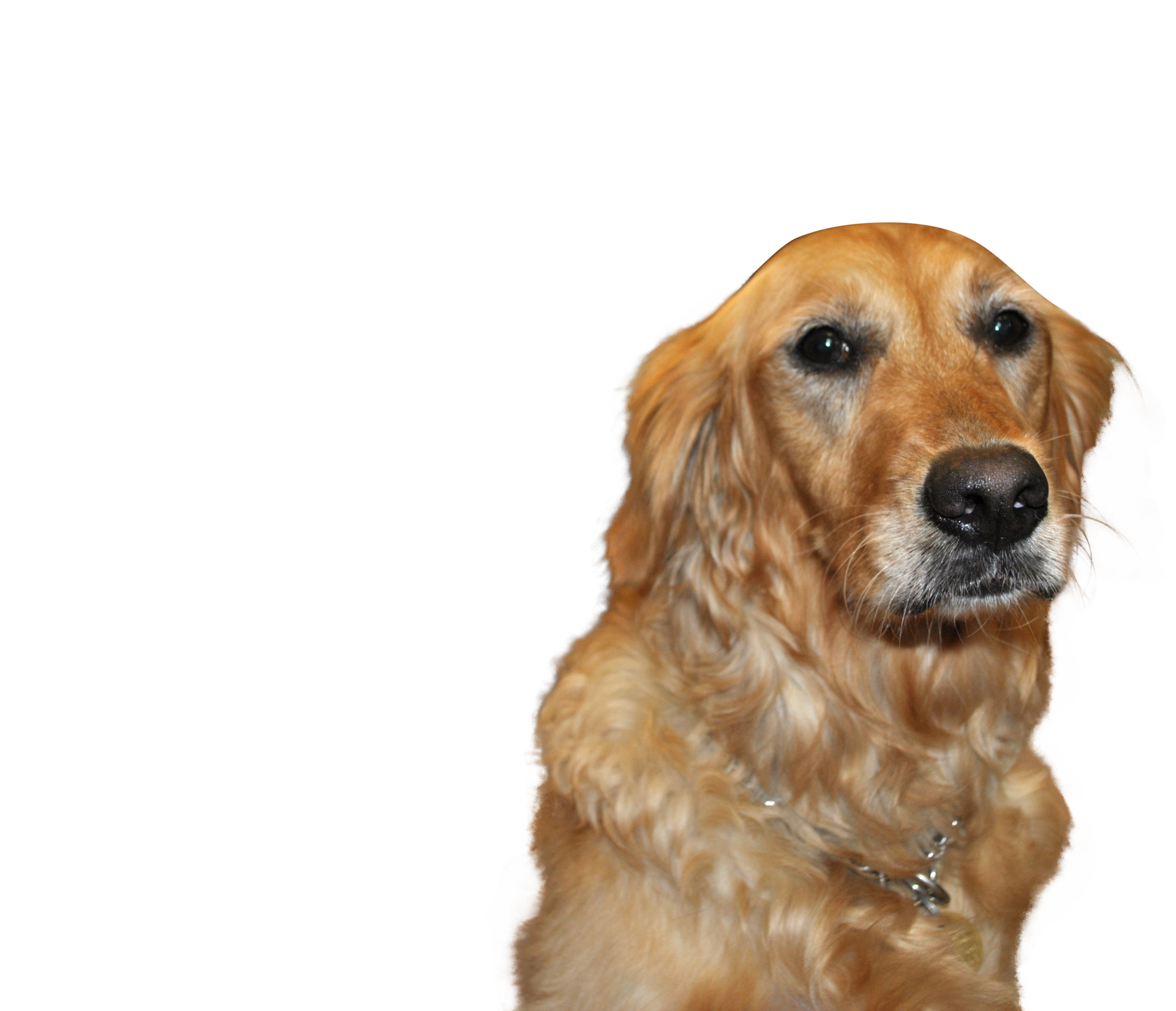 A close up of a dog 's face on a white background