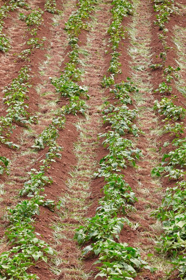 inserimento di piante nel parco