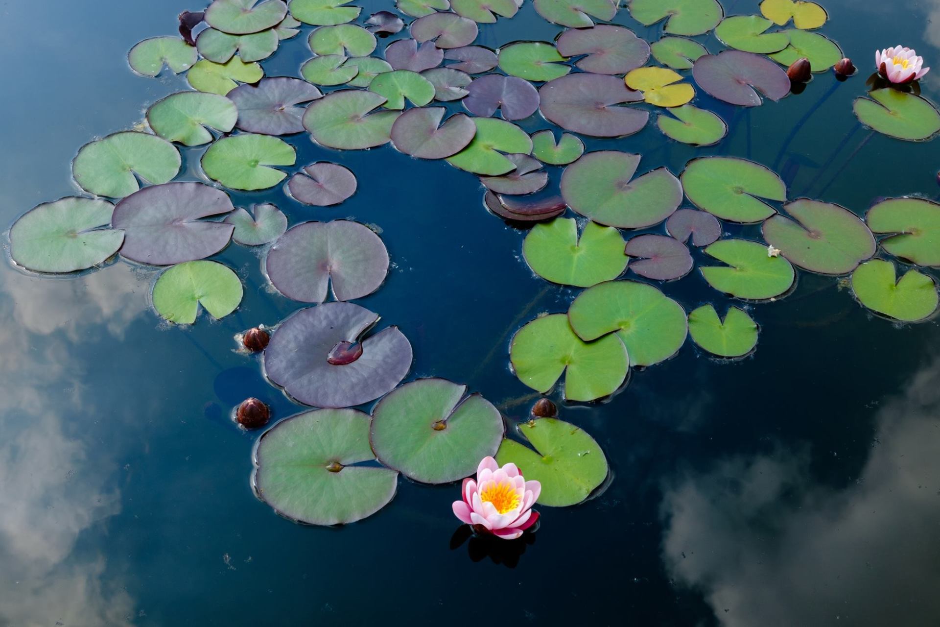 decorare il giardino