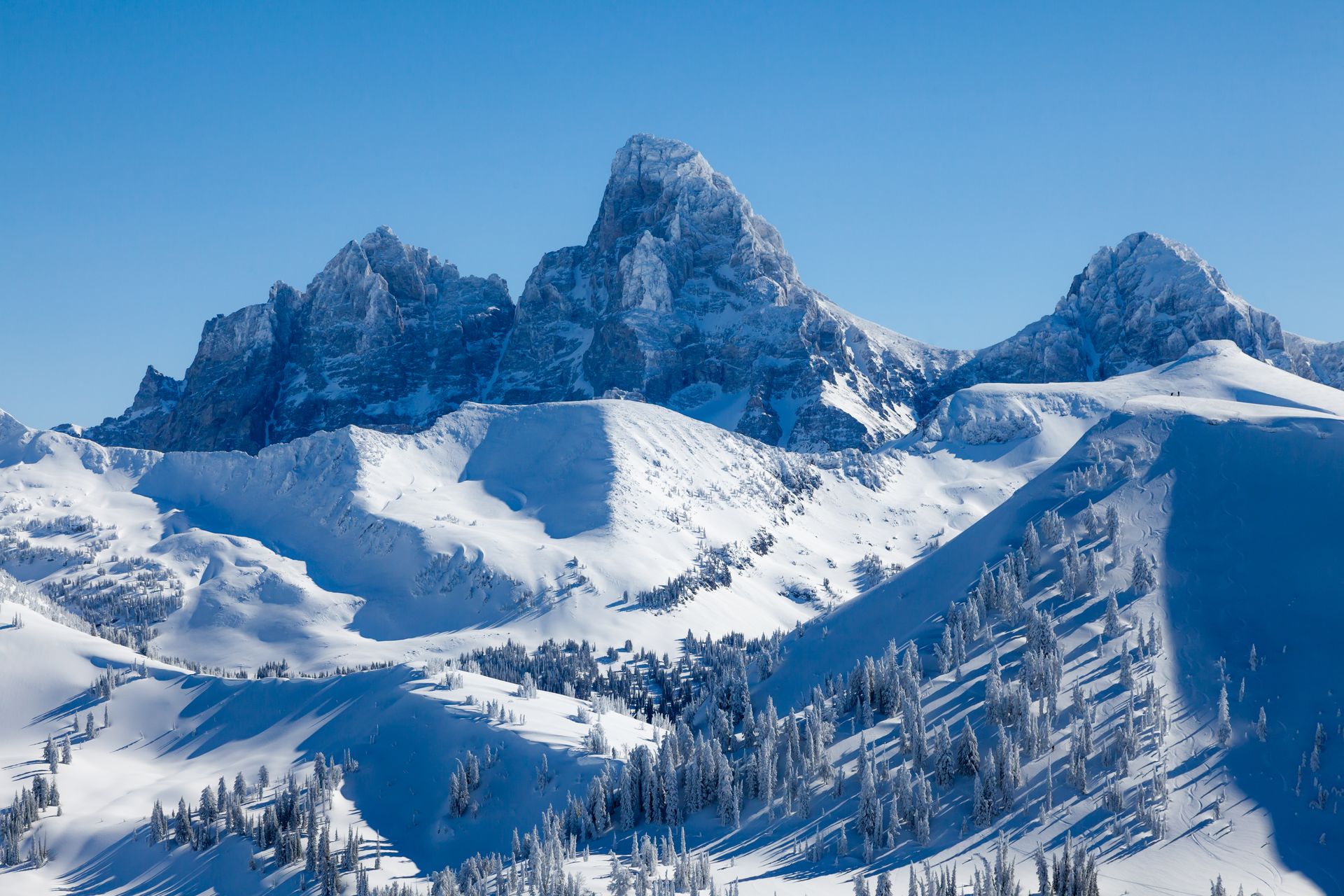 Looking up at a tree with lots of green leaves
