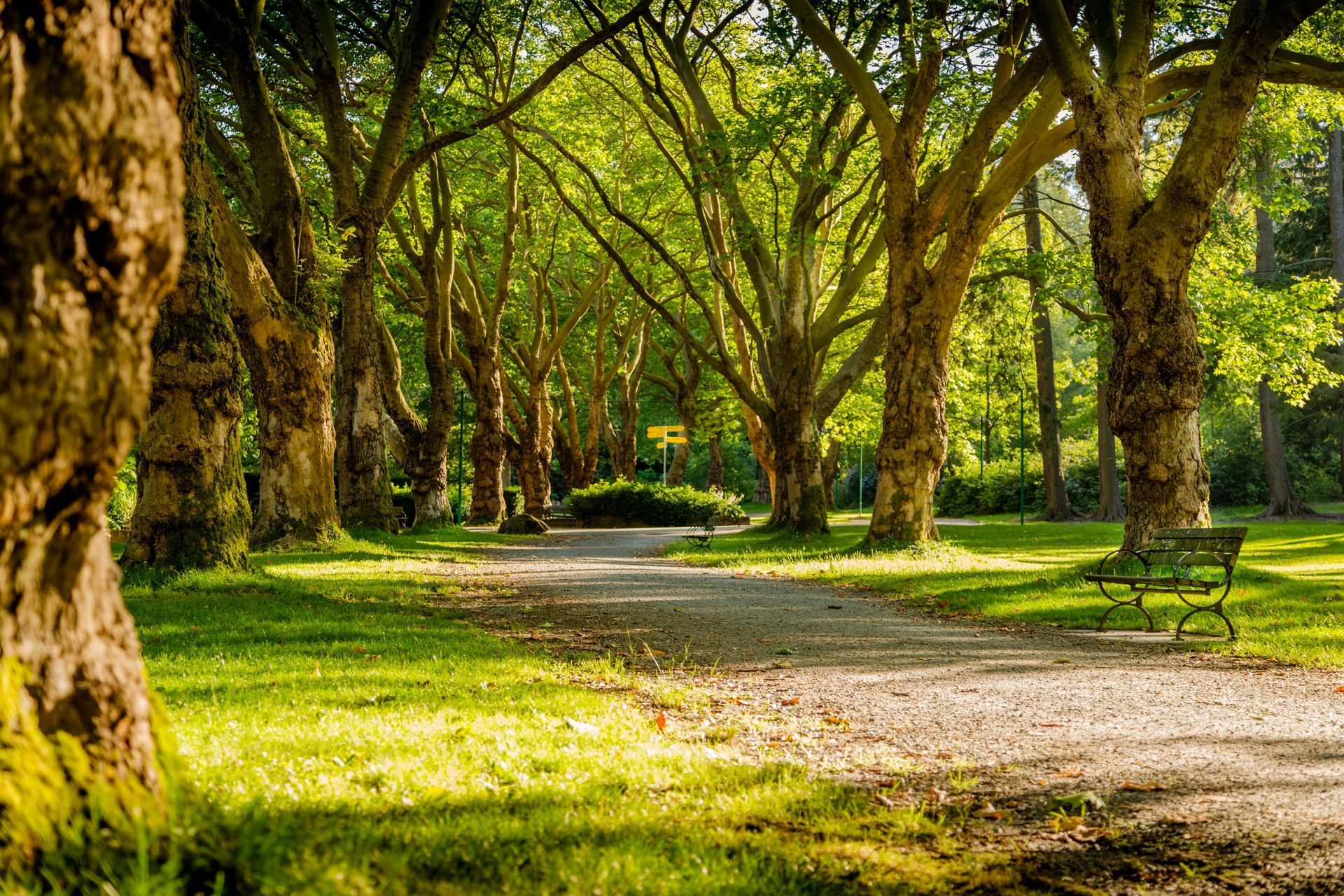 A path in a park lined with trees and a bench.