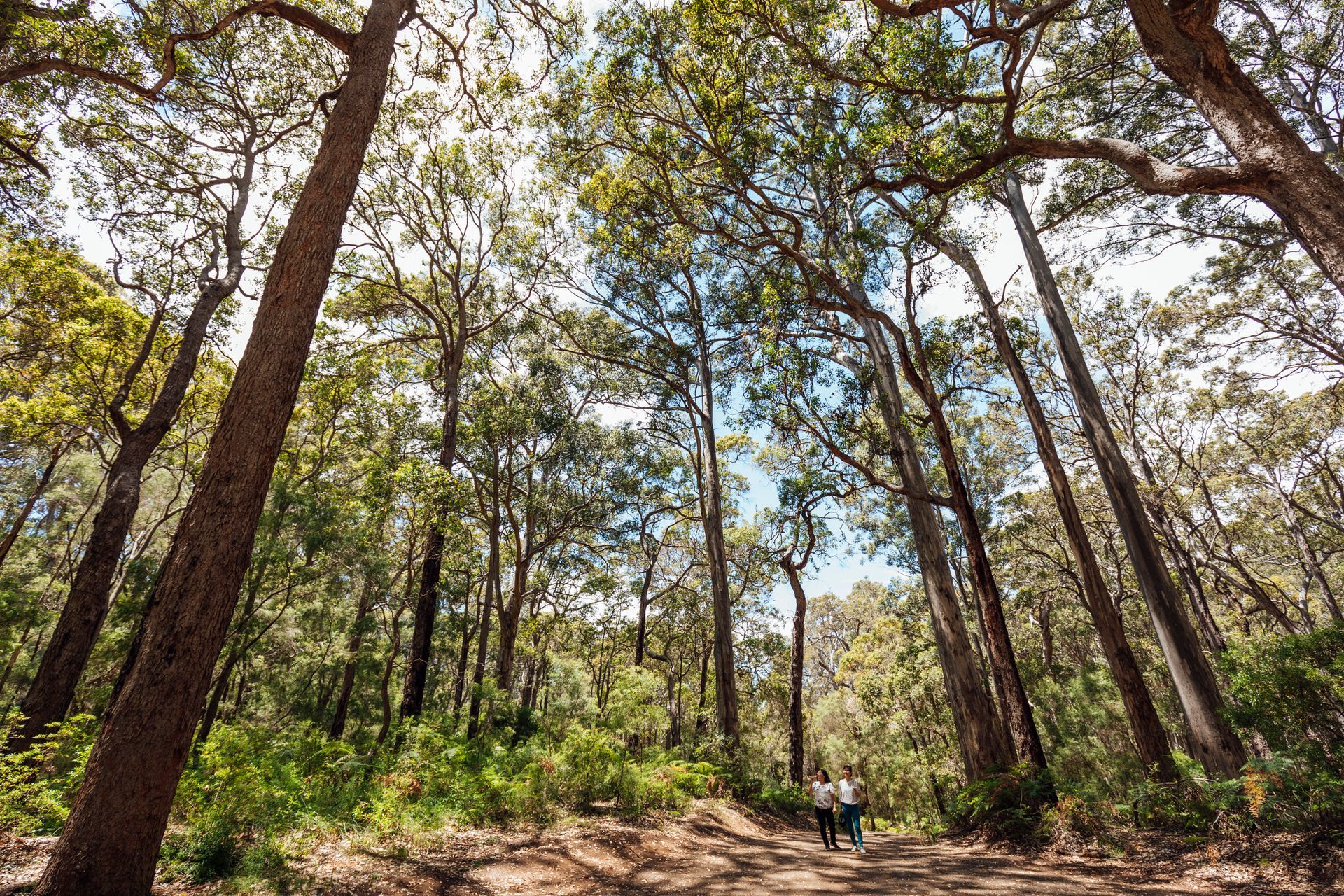 Strolling through the forest. Strolling through the forest.