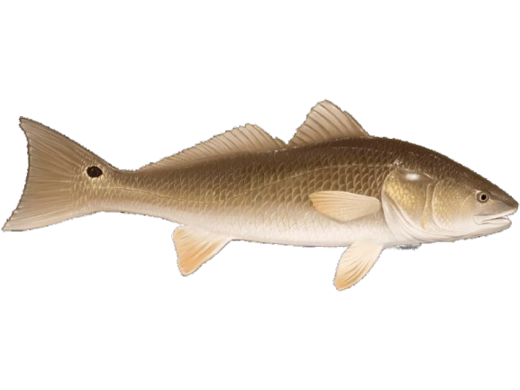 A large fish is swimming on a white background.