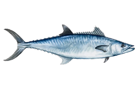 A blue fish with a long tail is swimming on a white background.