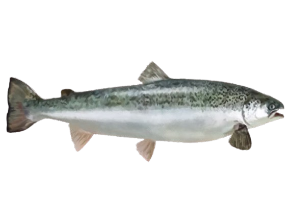 A close up of a fish on a white background.