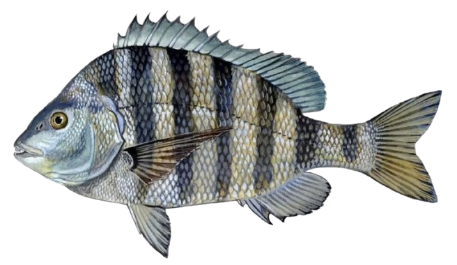 A striped fish with a long tail is swimming on a white background