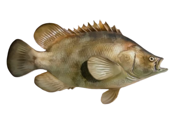 A fish with its mouth open on a white background