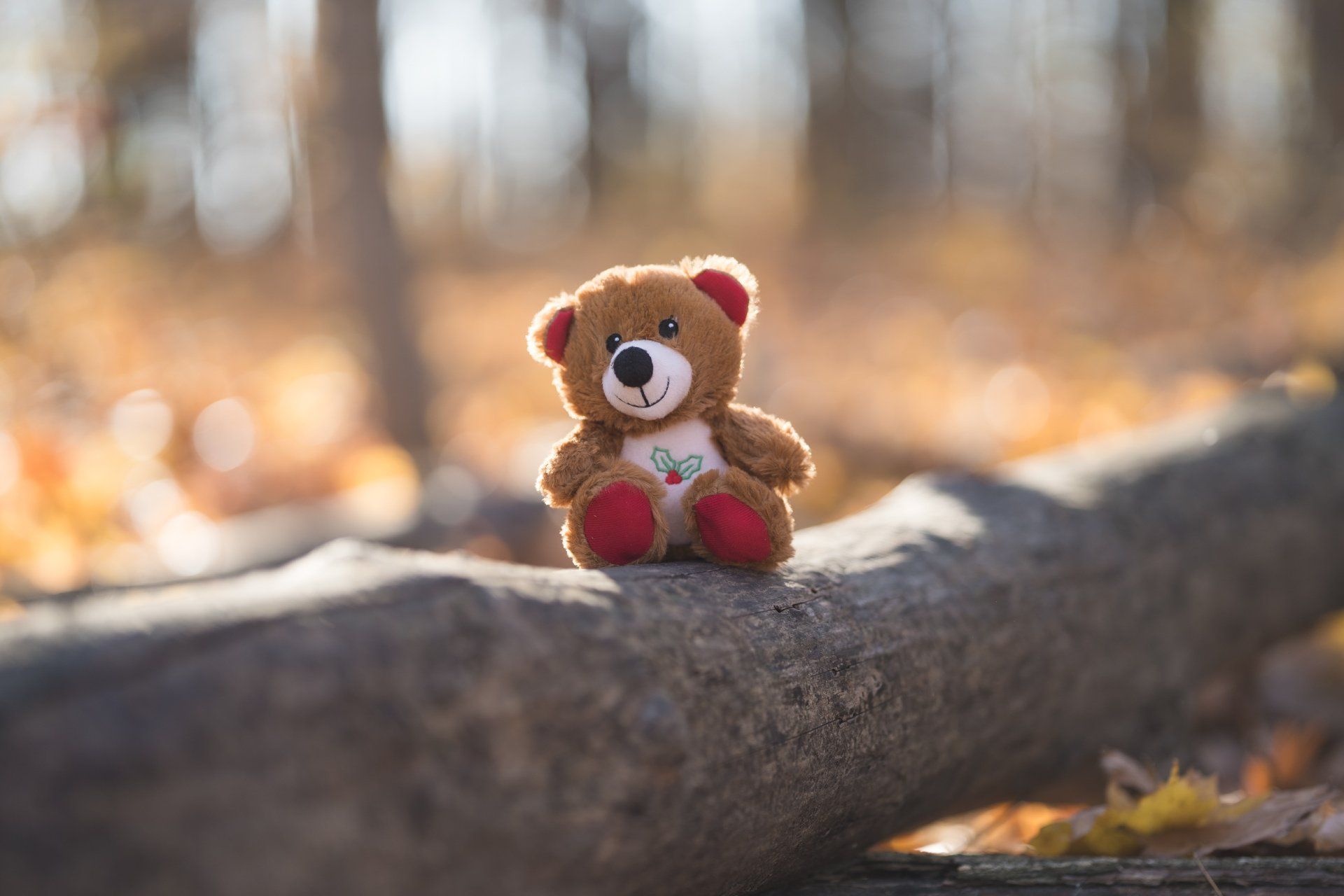 A teddy bear is sitting on a log in the woods.