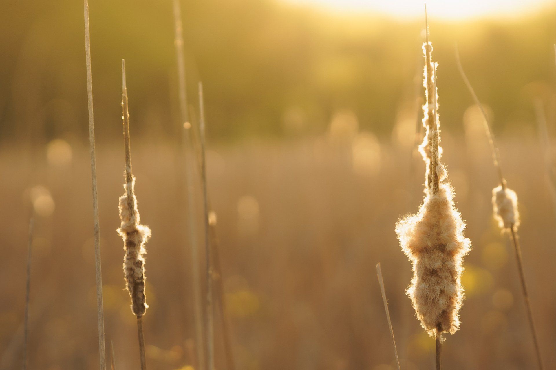A field of tall grass with the sun shining through them.